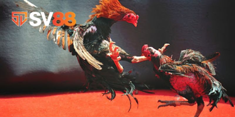 Bật mí mẹo giúp cho anh em dễ dàng đá gà thắng lớn