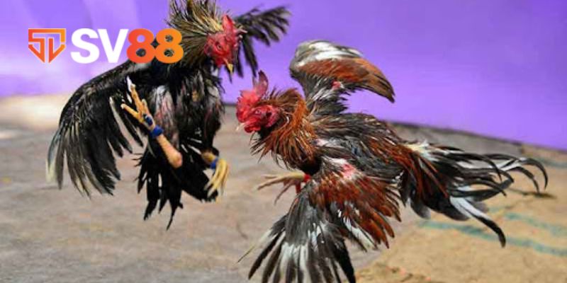 Các tính năng vượt bấc của đá gà SV88 mà không nơi đâu có