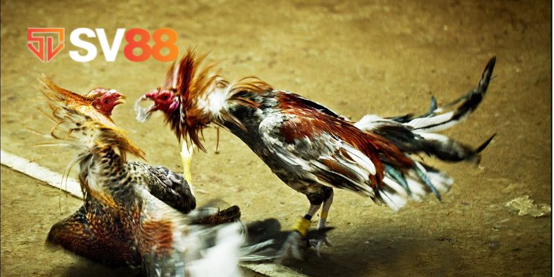 Đá gà SV88