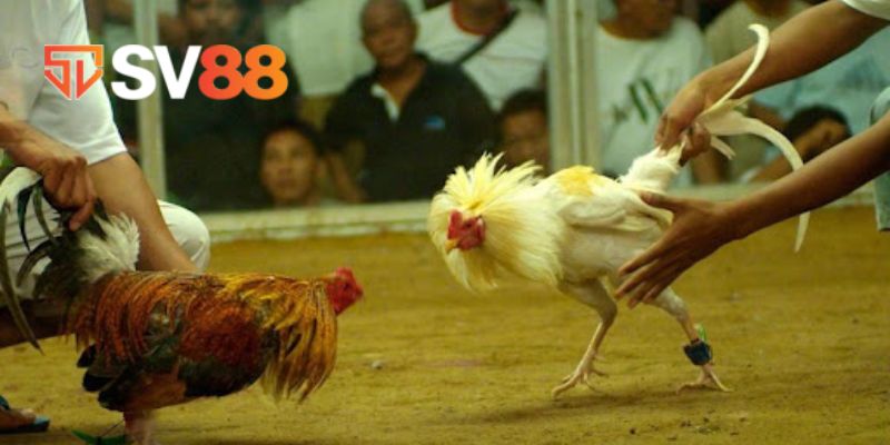 Những lợi ích mà anh em nhận được khi tham gia chơi đá gà SV88