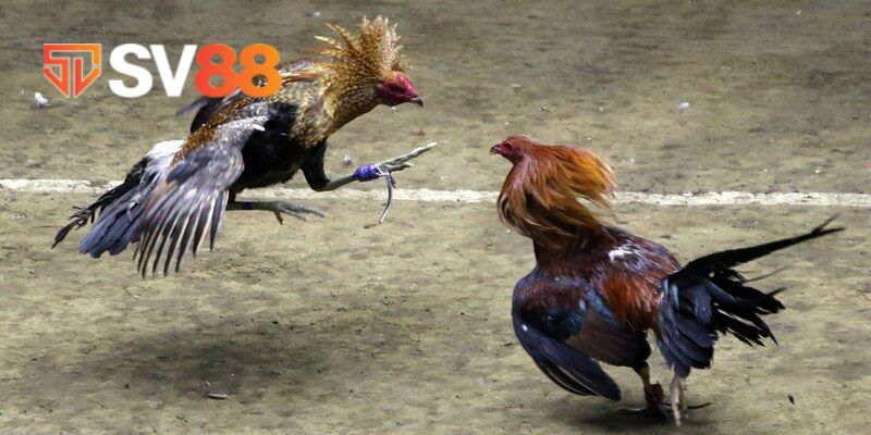Sơ lược qua về đá gà SV88 